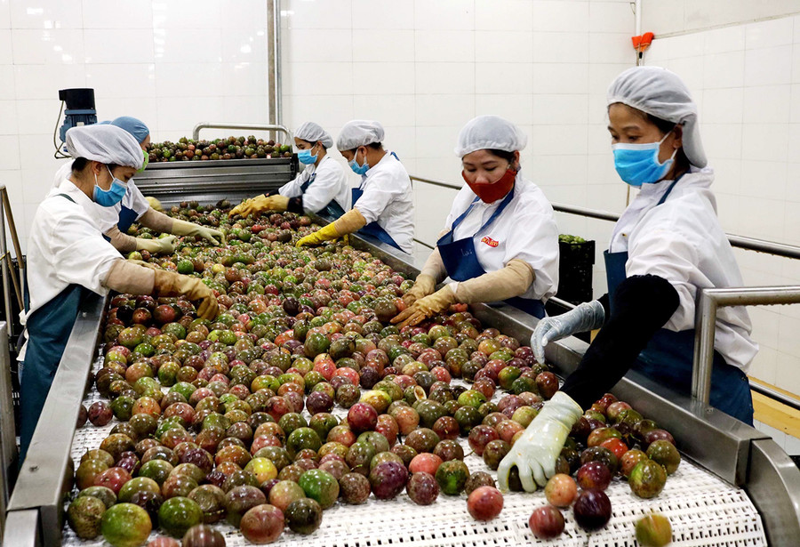 Chế biến chanh dây tại Công ty TNHH một thành viên Xuất nhập khẩu rau quả DOVECO Gia Lai. Ảnh: Nguyễn Diệp Chế biến chanh dây tại Công ty TNHH một thành viên Xuất nhập khẩu rau quả DOVECO Gia Lai. Ảnh: Nguyễn Diệp