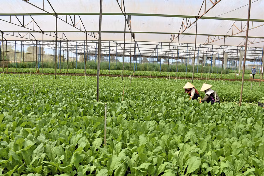 Công ty TNHH một thành viên Hương Đất An Phú là đầu tàu trong ứng dụng nông nghiệp công nghệ cao tại TP. Pleiku. Ảnh: Trần Dung