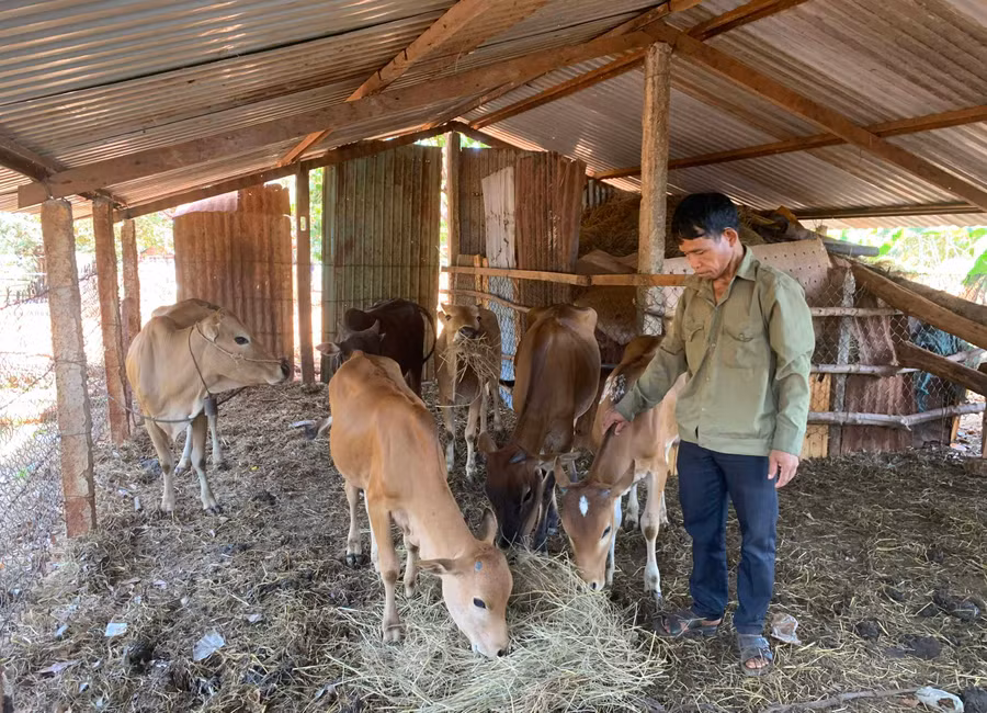 6-5 Anh Puih Ơ sau khi vượt biên trở về đã chăm chỉ làm ăn, phát triển kinh tế gia đình-ảnh P.L