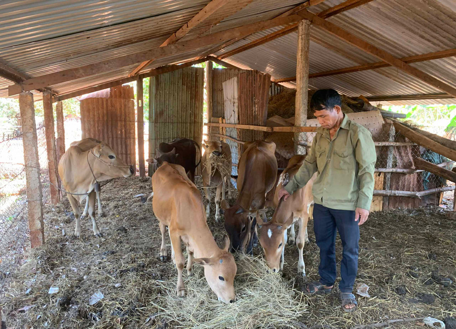 6-5 Anh Puih Ơ sau khi vượt biên trở về đã chăm chỉ làm ăn, phát triển kinh tế gia đình-ảnh P.L