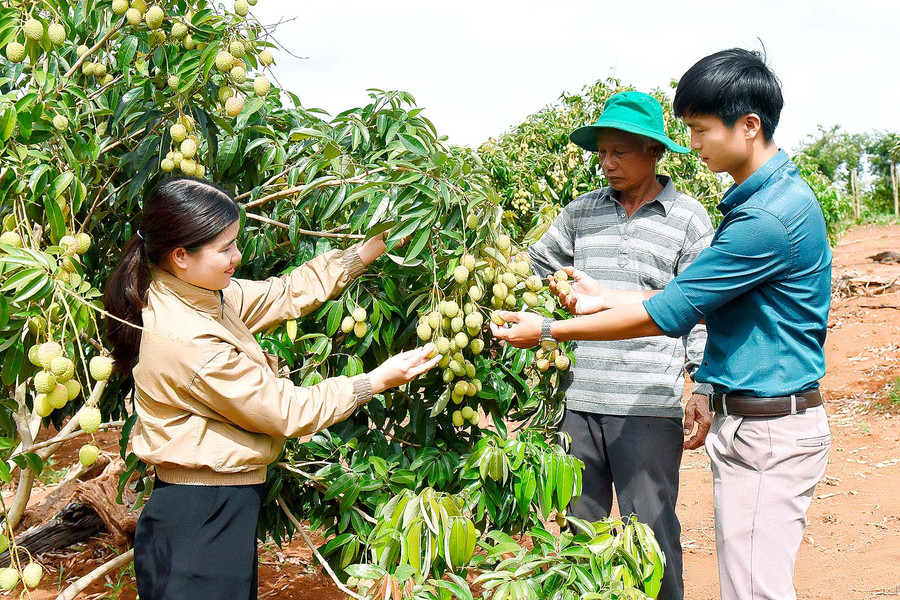 Mô hình 5 ha trồng cây ăn trái của ông Mai Văn Quang ở thôn 2 cho hiệu quả kinh tế cao. Ông Quang cho biết: “Năm 2017 ông mạnh dạn trồng 1000 mít thái, 200 cây sầu riêng, 500 cây vải. Đến nay các loại cây đã cho thu hoạch như mít, vải… dự kiến năm nay vuờn vải 200 cây cho thu bói khoảng 5 tấn với giá bán từ 35 đến 40 ngàn đồng thì tôi cũng có gần 200 triệu đồng”.