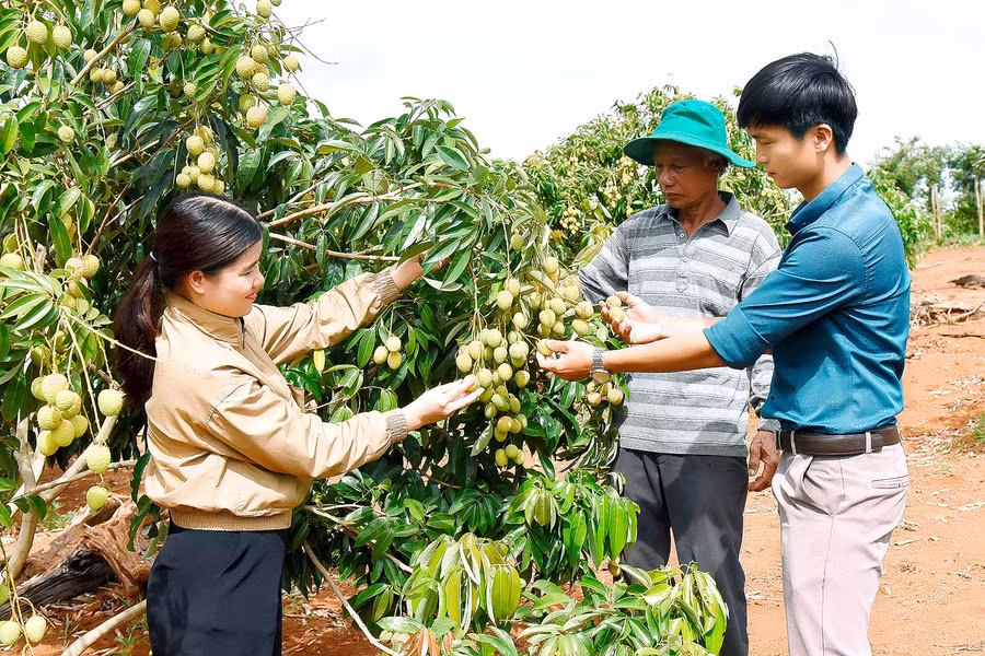 Mô hình 5 ha trồng cây ăn trái của ông Mai Văn Quang ở thôn 2 cho hiệu quả kinh tế cao. Ông Quang cho biết: “Năm 2017 ông mạnh dạn trồng 1000 mít thái, 200 cây sầu riêng, 500 cây vải. Đến nay các loại cây đã cho thu hoạch như mít, vải… dự kiến năm nay vuờn vải 200 cây cho thu bói khoảng 5 tấn với giá bán từ 35 đến 40 ngàn đồng thì tôi cũng có gần 200 triệu đồng”.