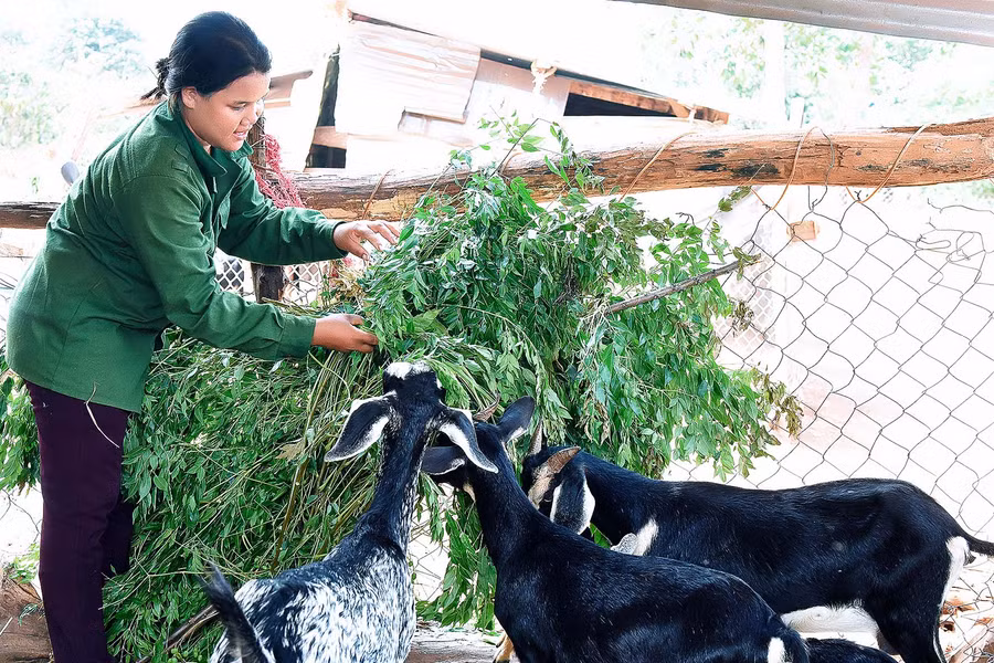 Năm 2019 chị H’ Ngâm được Hội Nông dân xã xã Ia Blang hỗ trợ 7 con dê sinh sản để phát triển kinh tế. Chị H’ Ngâm cho biết: “Đàn dê chăm sóc tốt tháng 12-2020 gia đình đã chuyển lại cho xã 7 con dê và tặng thêm 1 con cho hộ khó khăn trong làng để họ vướn lên. Hiện tại đàn dê 17 con của gia đình chị phát triển tốt dự kiến cuối năm nay bán đi 10 con cũng cho thu nhập gần 100 triệu đồng”.