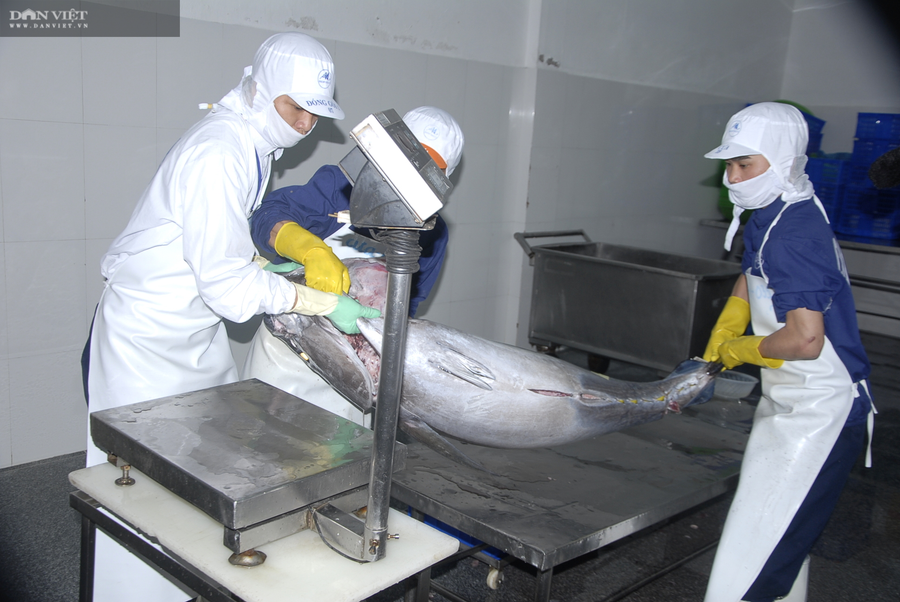 Cá ngừ đại dương được lựa chọn, sơ chế cẩn thận.