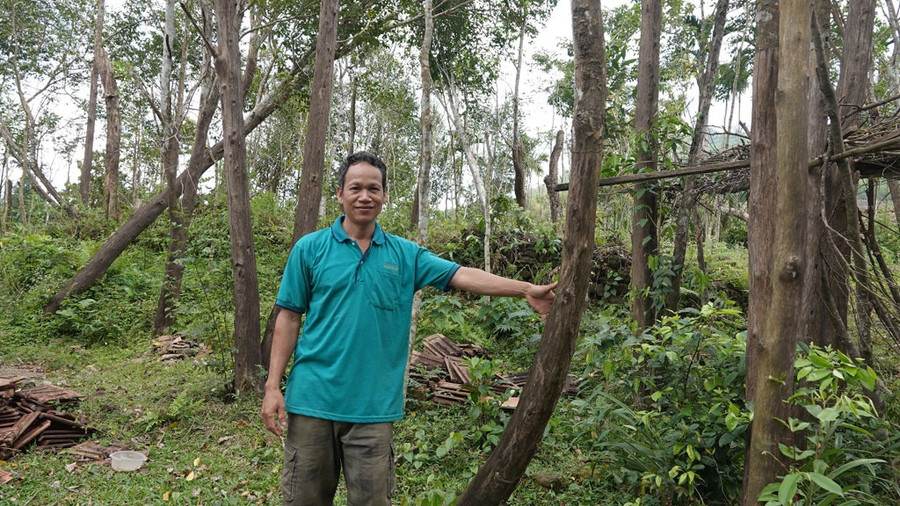 Vườn dó bầu ông Ôn đã bán đổ bán tháo sau 16 năm trồng và nuôi hy vọng - ẢNH: PHẠM ANH Vườn dó bầu ông Ôn đã bán đổ bán tháo sau 16 năm trồng và nuôi hy vọng - ẢNH: PHẠM ANH