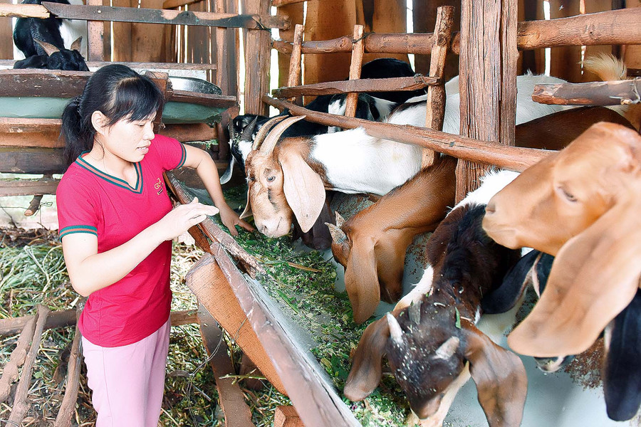 Ở làng Pan, (xã Dun, huyện Chư Sê) gia đình chị Trần Thị Thùy Lan, là diện khó khăn nhiều năm qua. Năm 2018, gia đình chị Lan được Hội Nông dân xã Dun hỗ trợ 4 con dê bách thảo. Nhờ chăm sóc tốt nên đàn dê của gia đình chị lớn rất nhanh và đến nay được 23 con. Từ khi được hỗ trợ con giống, gia đình có điều kiện để đầu tư sản xuất, bắt đầu có nguồn thu nhập ổn định. “Bình quân mỗi năm gia đình tôi thu nhập khoảng 90 triệu đồng. Đến nay, gia đình tôi đã đăng kí thoát nghèo bền vững”-chị Lan chia sẻ.