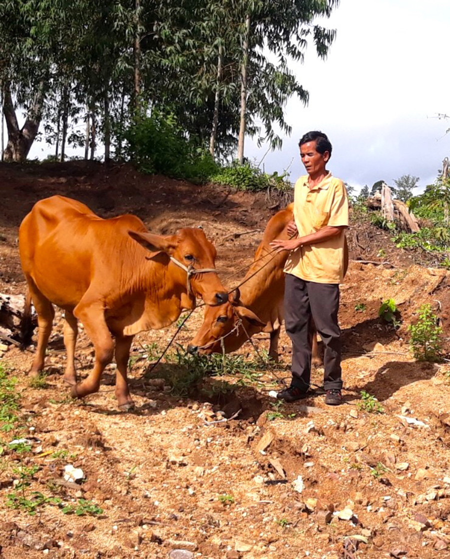 Hưởng ứng phong trào Nông dân thi đua sản xuất, kinh doanh giỏi nhiều hội viên, nông dân huyện Kông Chro tích cực chuyển đổi giống cây trồng, vật nuôi dâng cao thu nhập. Ảnh: Ngọc Minh 