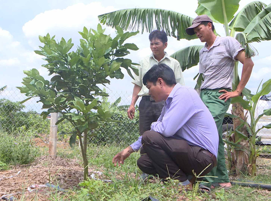 Mô hình trồng cây ăn quả được nhân rộng ở thôn 3 (xã Thành An, thị xã An Khê). Ảnh: L.N