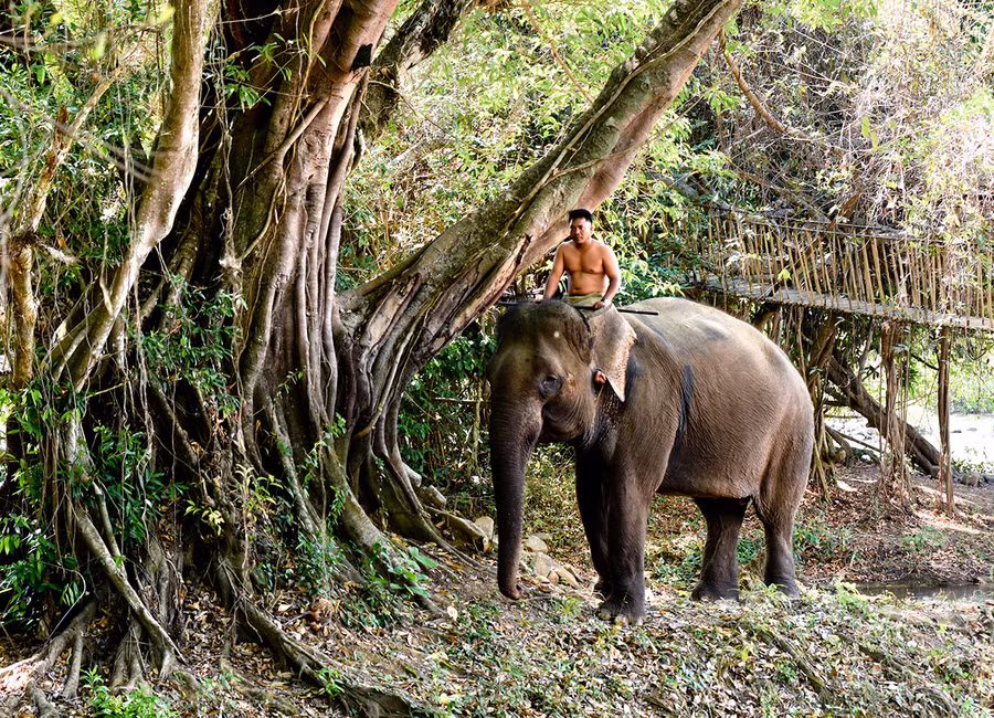  Một thời, voi là loài vật gắn bó với cuộc sống của người dân Tây Nguyên. Ảnh: Trần Phong