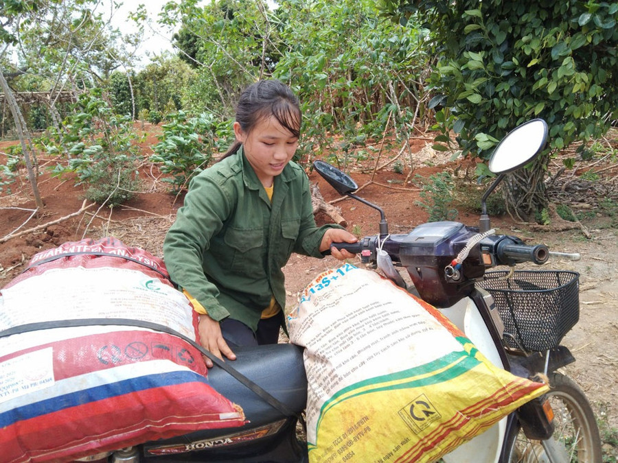 Hai bao cà phê tươi vừa nặng vừa quá khổ so với tuổi và sức vóc của Ngọc Trâm. ẢNH: QUANG VIÊN Hai bao cà phê tươi vừa nặng vừa quá khổ so với tuổi và sức vóc của Ngọc Trâm. ẢNH: QUANG VIÊN