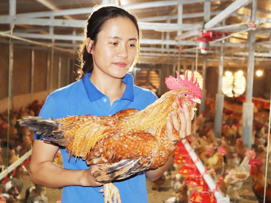 Từ hai bàn tay trắng, chị Nguyễn Thị Thu Hiền quyết tâm khởi nghiệp bằng nghề nuôi gà và đã thành công. Ảnh: V.T