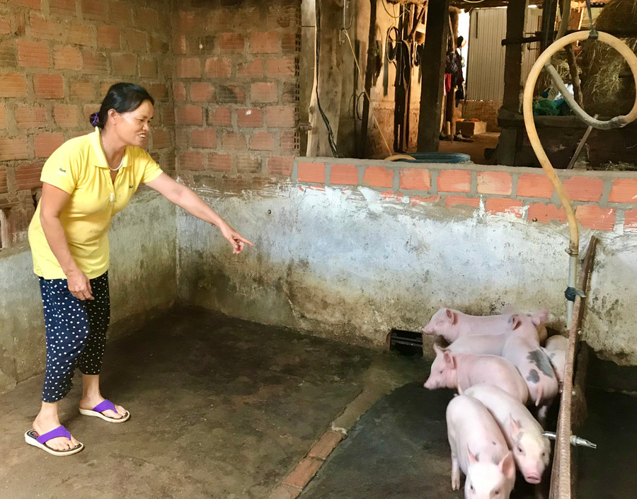 Câu lạc bộ “Nói không với heo 2 chuồng” đã làm thay đổi tư duy sản xuất chăn nuôi của chị em phụ nữ xã Trà Đa. Ảnh Trần Dung