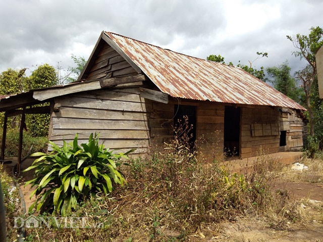  Sau khi hàng nghìn ha tiêu chết trắng, nhiều hộ dân lâm vào cảnh nợ nần, phải đóng cửa bỏ xứ mưu sinh