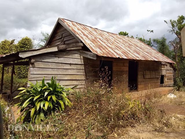  Sau khi hàng nghìn ha tiêu chết trắng, nhiều hộ dân lâm vào cảnh nợ nần, phải đóng cửa bỏ xứ mưu sinh