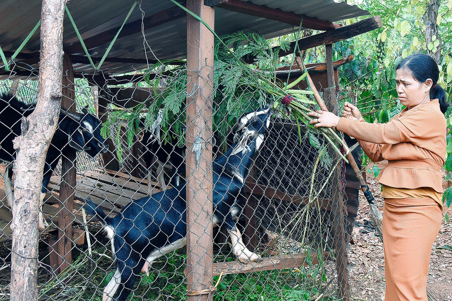 Giữa năm 2020 gia đình anh Kpuih Var và chị Siu H’ Luêh (làng Kê, thị trấn Chư Sê) được hỗ trợ 3 con dê để thoát nghèo. Qua 4 tháng chăm sóc đã đẻ được 1 con. Anh Var cho biết: 