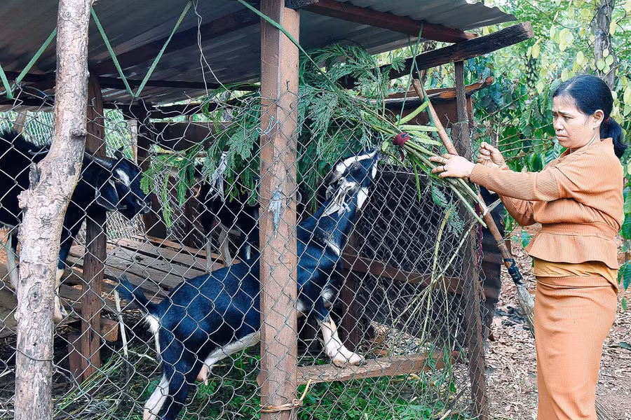 Giữa năm 2020 gia đình anh Kpuih Var và chị Siu H’ Luêh (làng Kê, thị trấn Chư Sê) được hỗ trợ 3 con dê để thoát nghèo. Qua 4 tháng chăm sóc đã đẻ được 1 con. Anh Var cho biết: 