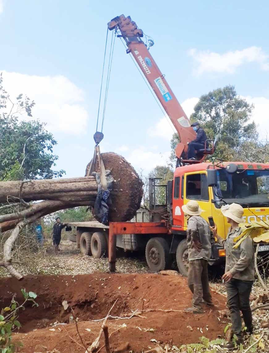 Quá trình di thực cây về vườn cũng không kém phần khó khăn, trở ngại. Ảnh: Minh Nguyễn