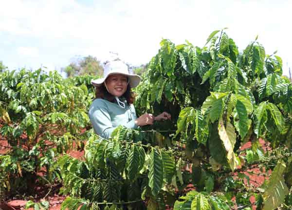 Vườn cà phê của gia đình anh Thắm dự kiến sẽ cho năng suất cao trong năm nay