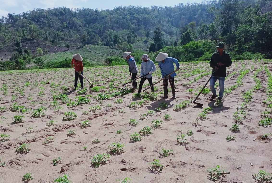 Phụ nữ thôn 1 (xã Pờ Tó, huyện Ia Pa) lao động để gây quỹ. Ảnh: Nguyên Hương