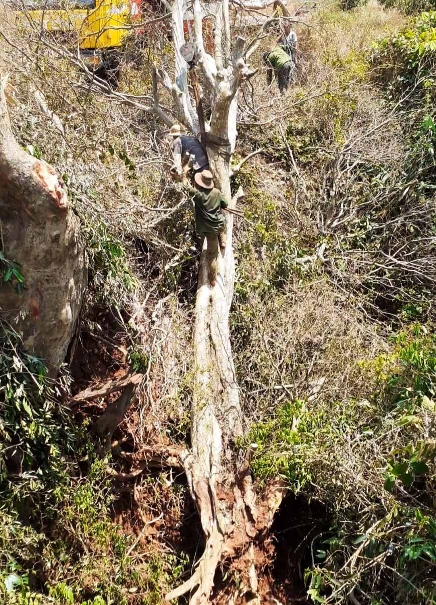 Những cây nằm ở vị trí khó phải huy động từ 4 đến 5 người đào nhiều ngày mới xong