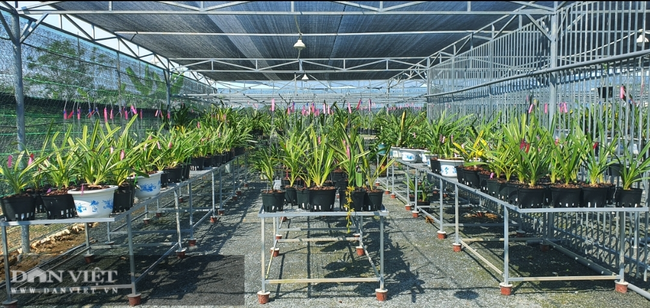Vườn lan của chị Hiền rộng hơn 1.000m2. Vườn lan của chị Hiền rộng hơn 1.000m2.