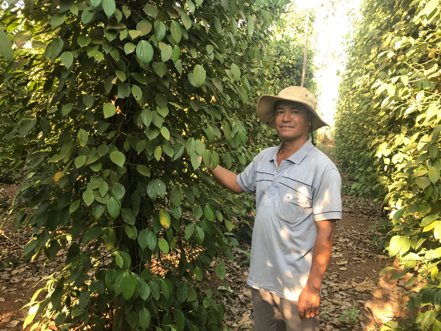Nông dân Chư Pưh sản xuất hồ tiêu hữu cơ