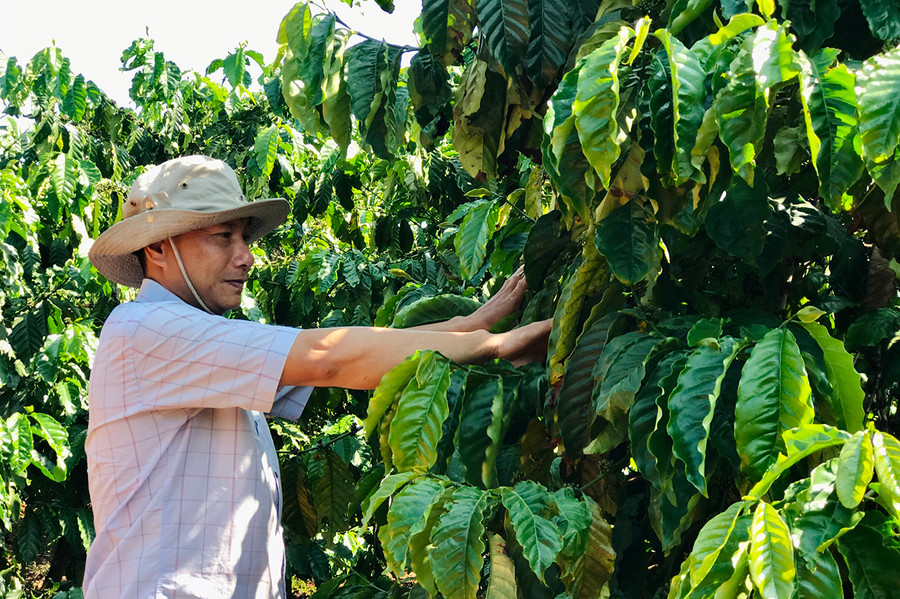 Vườn cà phê ghép chồi của anh Mai Văn Vinh (thôn 5, xã Gào) cho thu nhập cao. Ảnh: Trần Dung