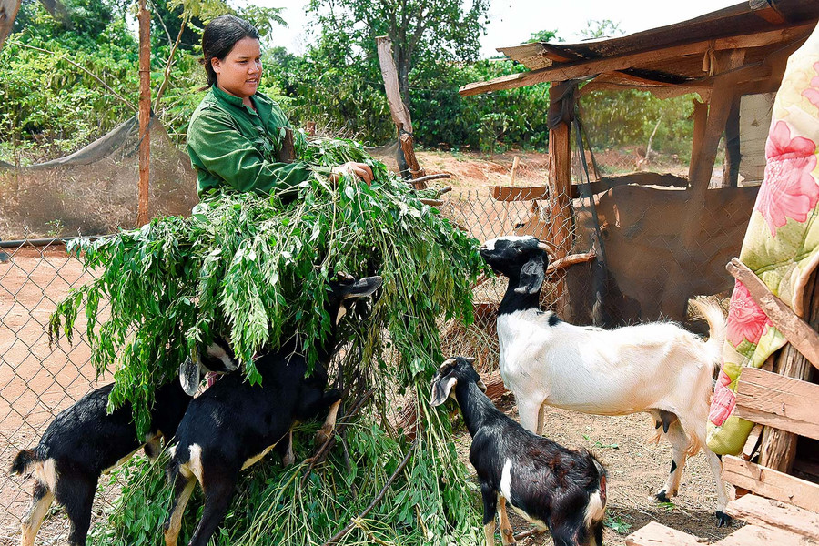 Gia đình chị Rơ Lan H’ Ngâm (làng Nhá, xã Ia Blang, huyện Chư Sê) thuộc hộ nghèo trong nhiều năm. Nguồn thu nhập chính của gia đình chủ yếu từ 2 sào cà phê, 1 sào lúa và tiền công làm thuê của hai vợ chồng.