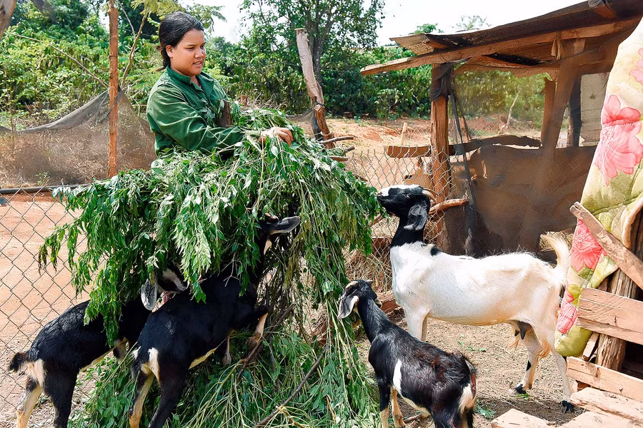 Gia đình chị Rơ Lan H’ Ngâm (làng Nhá, xã Ia Blang, huyện Chư Sê) thuộc hộ nghèo trong nhiều năm. Nguồn thu nhập chính của gia đình chủ yếu từ 2 sào cà phê, 1 sào lúa và tiền công làm thuê của hai vợ chồng.