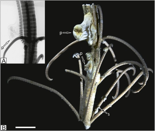 Tiêu bản khô của hải quỳ Metridioidea trên thân của huệ biển Metacrinus rotundus. Ảnh: Mikołaj Zapalski/Đại học Warsaw