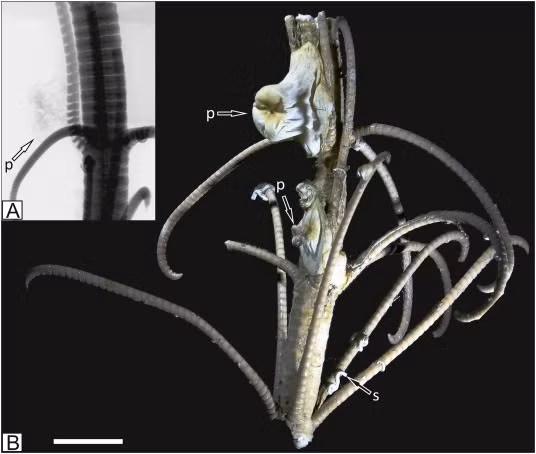 Tiêu bản khô của hải quỳ Metridioidea trên thân của huệ biển Metacrinus rotundus. Ảnh: Mikołaj Zapalski/Đại học Warsaw