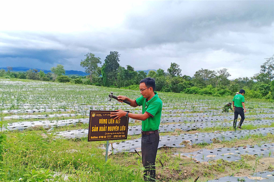3- Huyện Kông Chro đã làm việc với Công ty cổ phần Đông Nam Dược Gia Lai để ký hợp đồng bao tiêu sản phẩm đối với 6 ha cà gai leo tại xã Sró và Đak Kơ Ning. Ảnh: Mộc Trà.