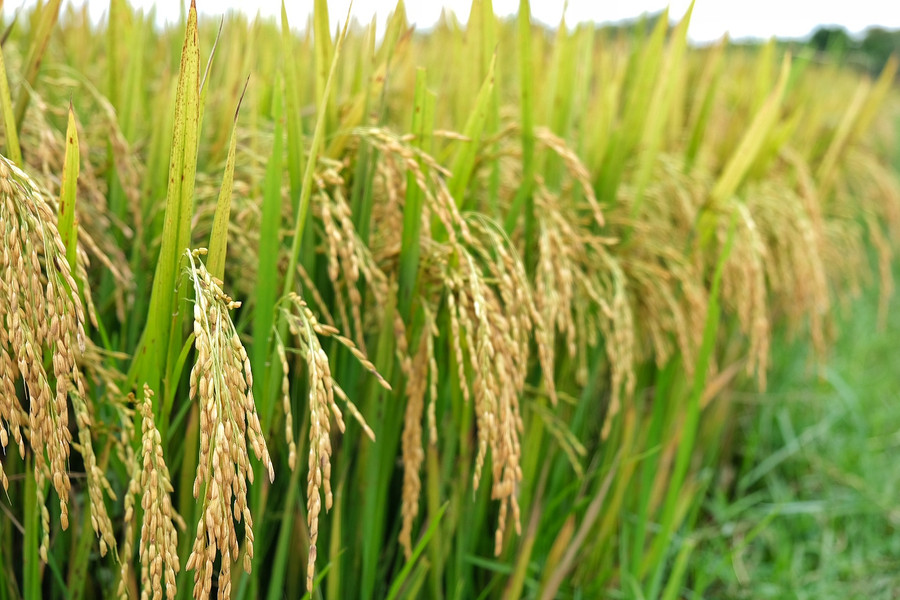 Ảnh 4: Giống lúa thơm trắng được trồng chủ yếu trong vụ đông xuân vì ít sâu bệnh