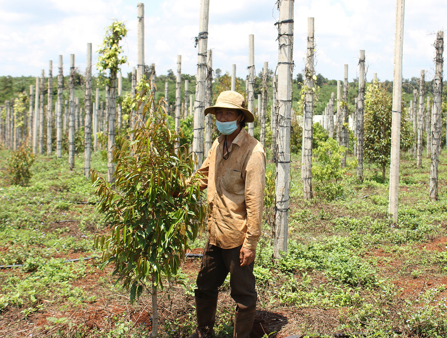 Ông Nguyễn Văn Hùng (xã Chư Pơng, huyện Chư Sê) dự định trồng mỗi năm khoảng 100-200 trụ hồ tiêu xen trong vườn cà phê và cây ăn quả. Ảnh: Nguyễn Diệp Ông Nguyễn Văn Hùng (xã Chư Pơng, huyện Chư Sê) dự định trồng mỗi năm khoảng 100-200 trụ hồ tiêu xen trong vườn cà phê và cây ăn quả. Ảnh: Nguyễn Diệp