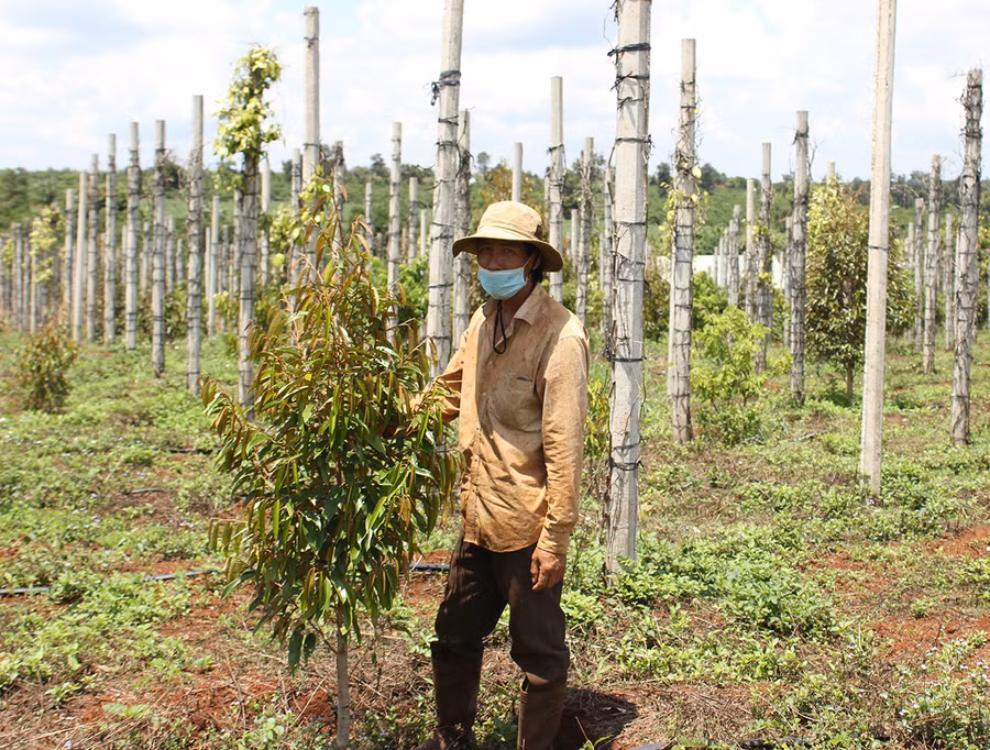  Ông Nguyễn Văn Hùng (xã Chư Pơng, huyện Chư Sê) dự định trồng mỗi năm khoảng 100-200 trụ hồ tiêu xen trong vườn cà phê và cây ăn quả. Ảnh: Nguyễn Diệp