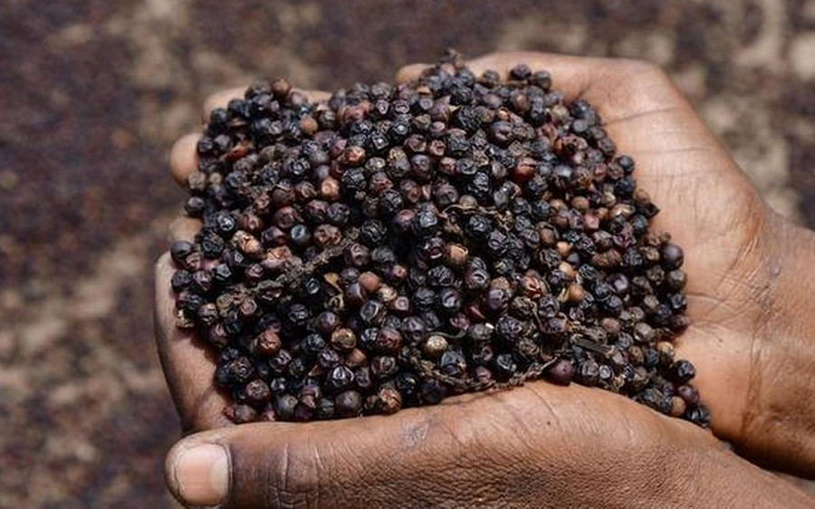 Giá tiêu tăng trở lại sáng 25.5 - Ảnh: VPA Giá tiêu tăng trở lại sáng 25.5 - Ảnh: VPA