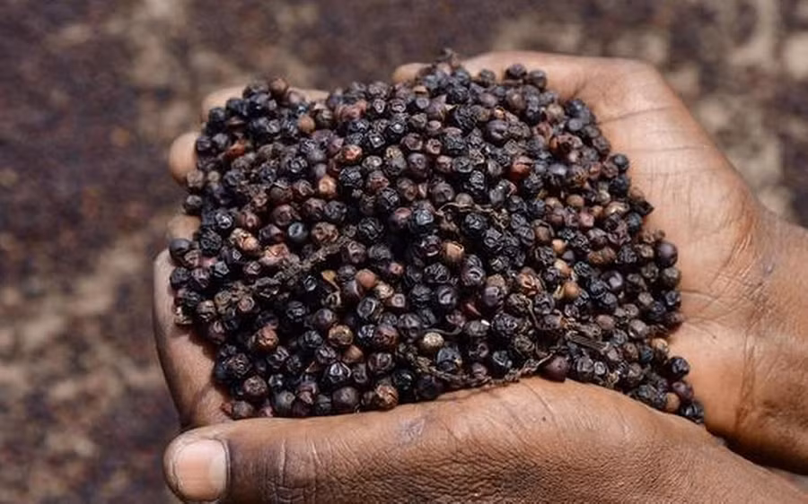  Giá tiêu tăng trở lại sáng 25.5 - Ảnh: VPA