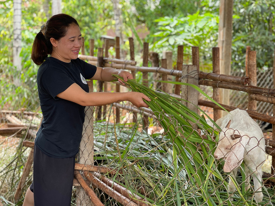 Chị Mlơnh chăm sóc đàn dê của gia đình. Ảnh: Vũ Thảo Chị Mlơnh chăm sóc đàn dê của gia đình. Ảnh: Vũ Thảo