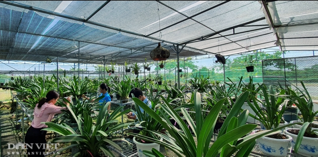 Mô hình trồng hoa lan rừng của chị Hiền đã tạo công ăn việc làm cho 4 lao động thường xuyên, với mức thu nhập ổn định 10 triệu đồng/người/tháng.  Mô hình trồng hoa lan rừng của chị Hiền đã tạo công ăn việc làm cho 4 lao động thường xuyên, với mức thu nhập ổn định 10 triệu đồng/người/tháng.
