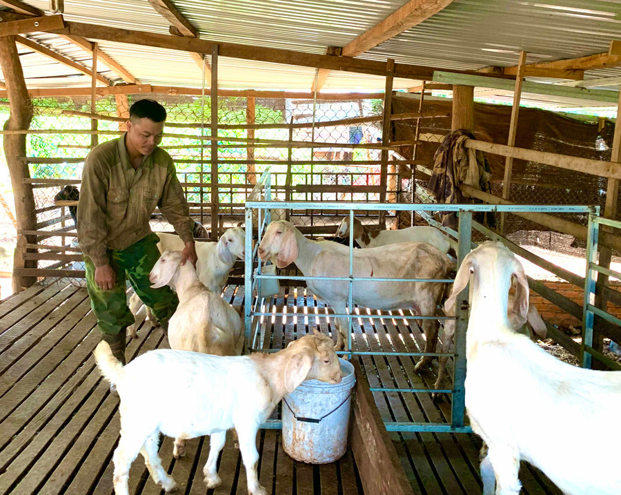 Anh Minh Gia Thiện (thôn 4, xã Ia Tôr, huyện Chư Prông) chăm sóc đàn dê. Ảnh: Hà Duy Anh Minh Gia Thiện (thôn 4, xã Ia Tôr, huyện Chư Prông) chăm sóc đàn dê. Ảnh: Hà Duy
