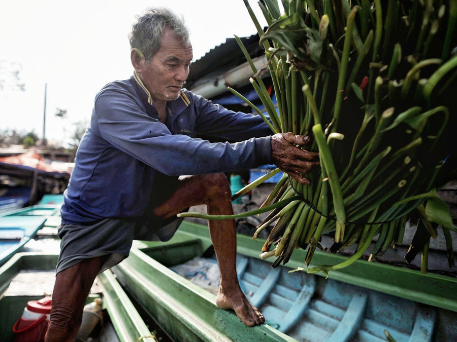 Ông Ngô Văn Tài hái lục bình bán kiếm chút tiền trang trải cuộc sống cho đến khi mùa tôm cá về. ẢNH: NGỌC DƯƠNG