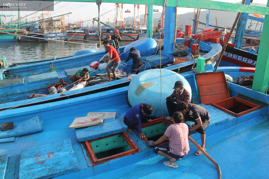 Bình Định có rất đông ngư dân hành nghề câu cá ngừ đại dương với nhiều đội tàu 