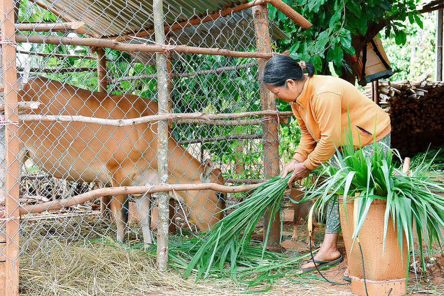 Ngoài trồng lúa và làm nương rẫy, bà Rơ Lan H’Juch (thôn 6, xã Thăng Hưng) còn mạnh dạn đầu tư chăn nuôi bò, gà để phát triển kinh tế. Mỗi năm gia đình bà thu nhập gần 100 triệu đồng từ 1 ha cà phê và 1 ha cao su.