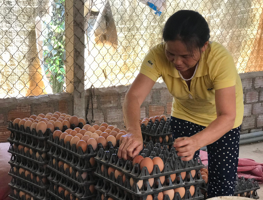  Mỗi năm, thu nhập từ trang trại của gia đình bà Nguyễn Thị Minh đạt 500 triệu đồng, sau khi đã trừ chi phí. Ảnh: Trần Dung