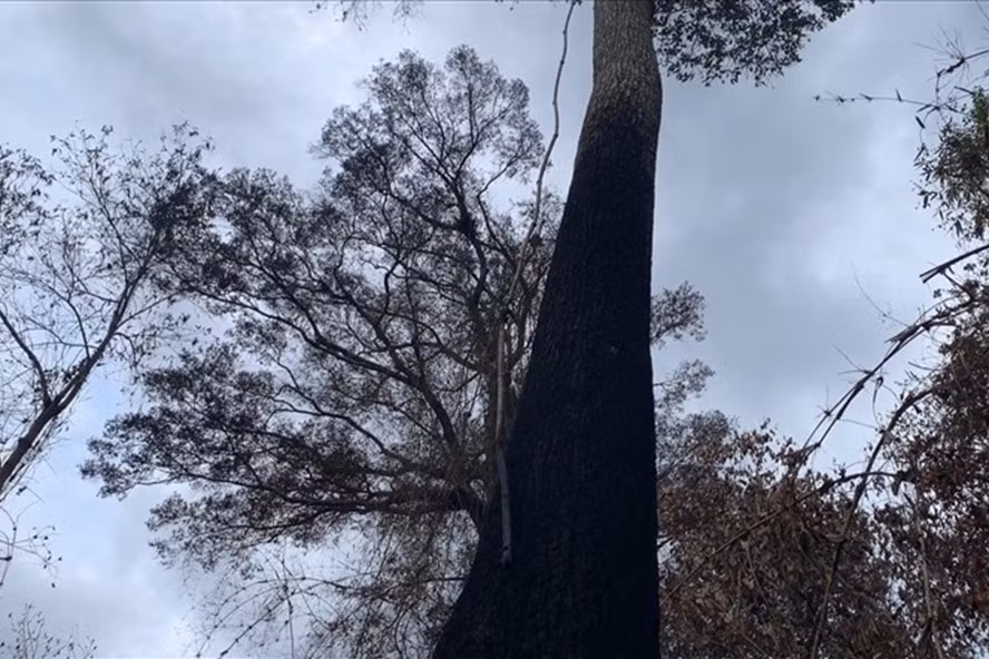 Rừng phòng hộ ở Phước Sơn bị đốt để... trồng rừng thay thế. Ảnh: H.Kh