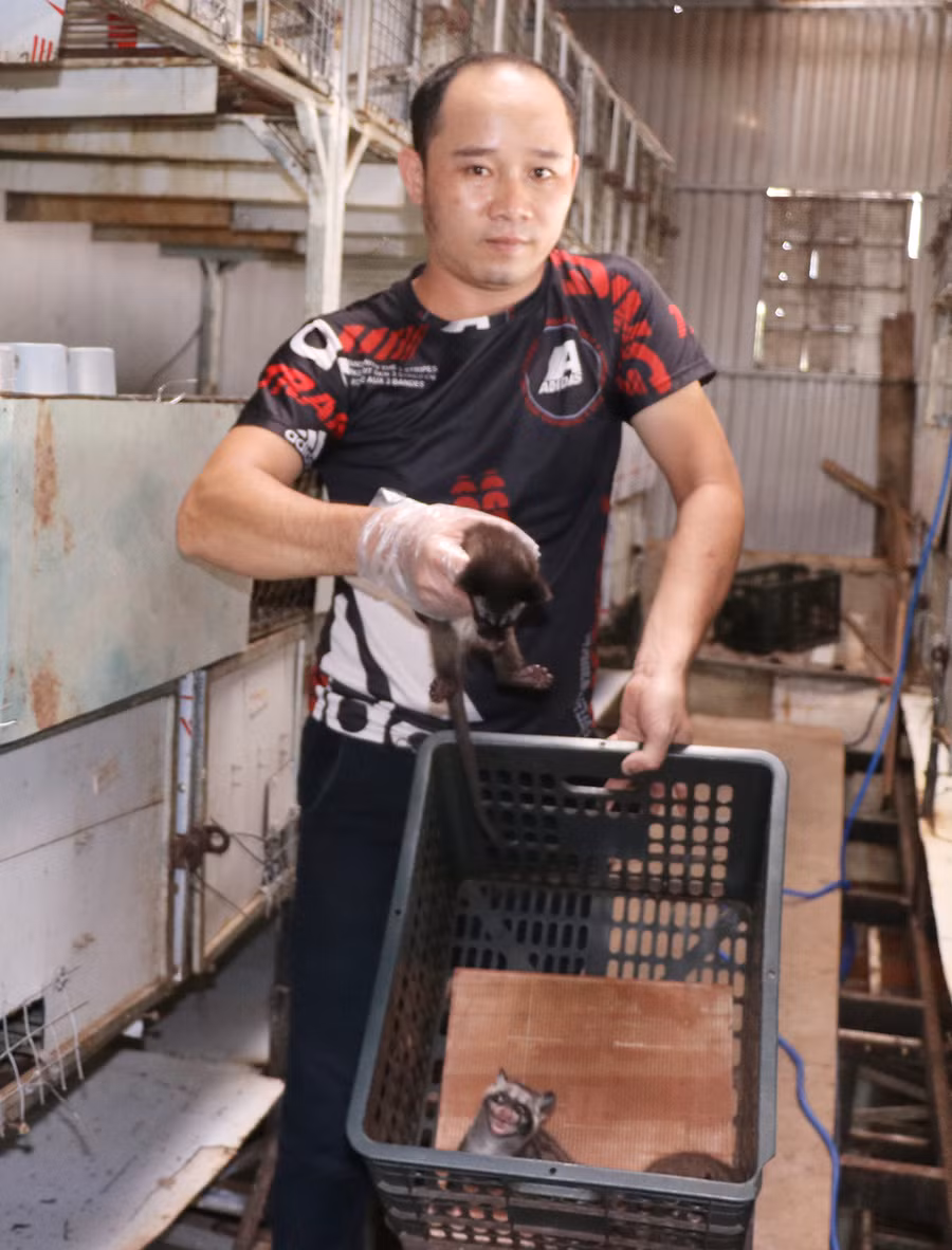 Mỗi năm gia đình anh Tân thu nhập gần 200 triệu đồng từ việc bán chồn hương giống