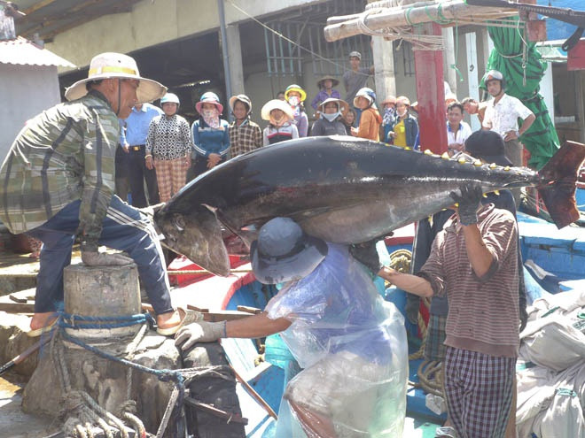Cảng cá Tam Quan chưa có cầu cảng để tàu cập bờ mà chỉ điểm lên cá tự phát do dân tự làm. ẢNH: HOÀNG TRỌNG