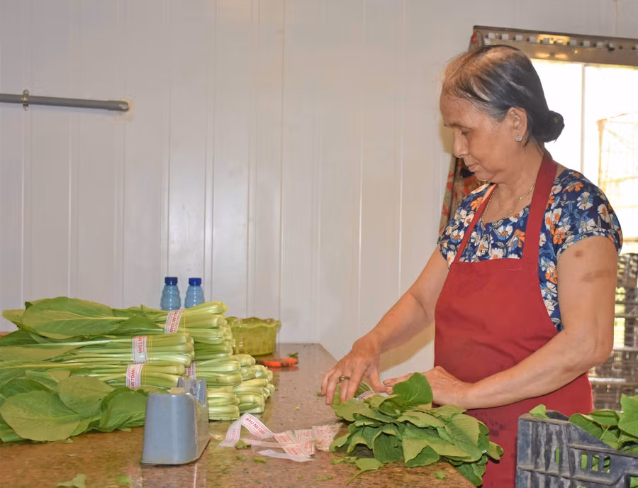 Sản phẩm nông nghiệp ứng dụng công nghệ cao của TP. Pleiku đang dần chiếm thế mạnh trên thị trường. Ảnh: Trần Dung