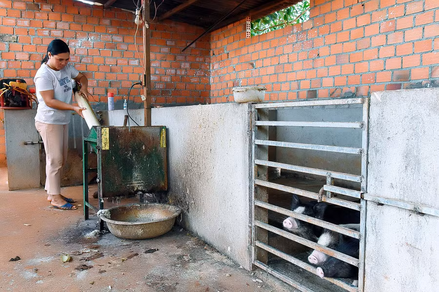 Mô hình chăn nuôi heo sọc dưa gia đình chị Siu Hphyon ở làng Móc Trê (xã Ia Dom, huyện Đức Cơ), chị cho biết: “Tháng 6-2020 Hội nông dân huyện Đức Cơ hỗ trợ 4 triệu đồng cho để mua 10 con heo giống để phát triển chăn nuôi. Gia đình bỏ thêm 16 triệu đồng để xây dựng chuồng trại với diện tích 25 m2”.