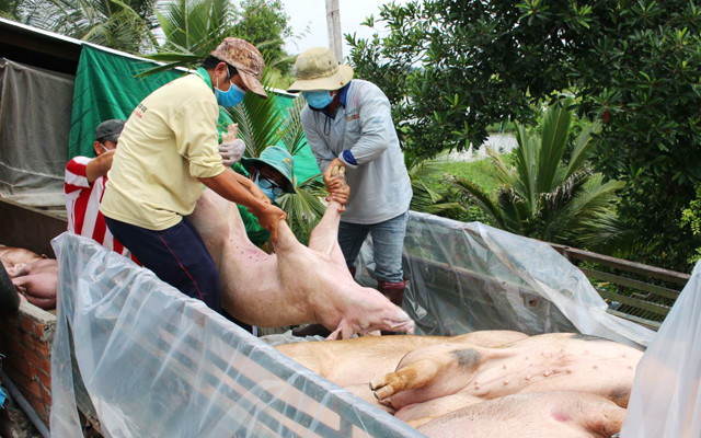  Tiêu hủy lợn bị nhiễm dịch tả lợn châu Phi ở Long An. Ảnh IT